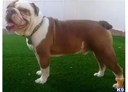 English Bulldog